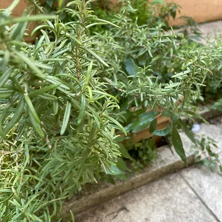 アパート Garibaldi 7