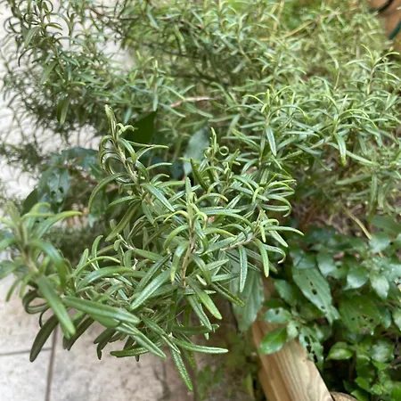 Garibaldi 7 Διαμέρισμα Βερόνα