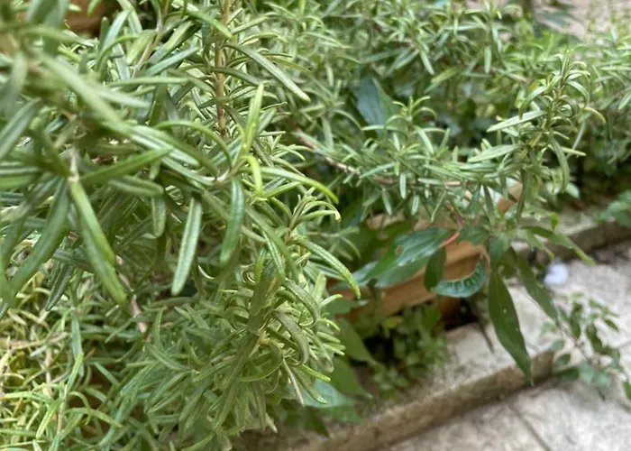 Apartmán Garibaldi 7