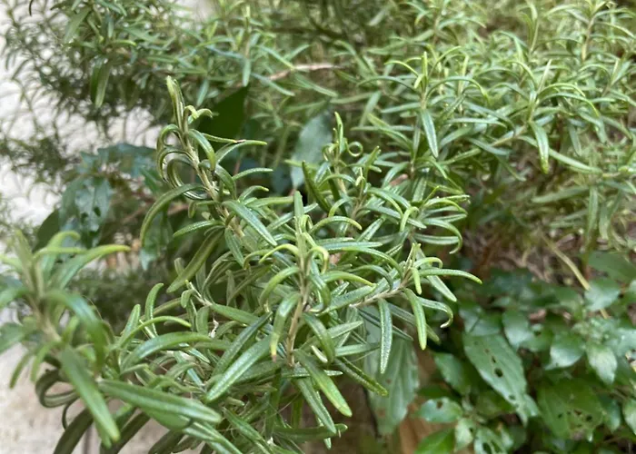 Garibaldi 7 Lejlighed Verona